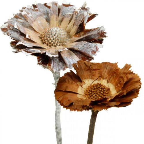 Exotics Mix Protea Rosette Luonnollinen, valkoinen pesty kuivattu kukka 9kpl