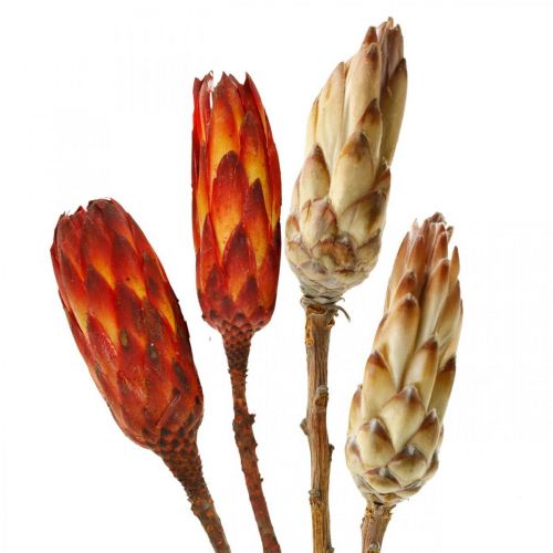 Floristik24 Protea Mix, Kuivatut kukat Respens Natural/Red 13 kpl