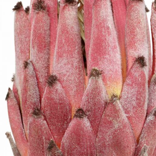 Floristik24 Artificial Protea Red Eksoottinen tekokukka H55cm