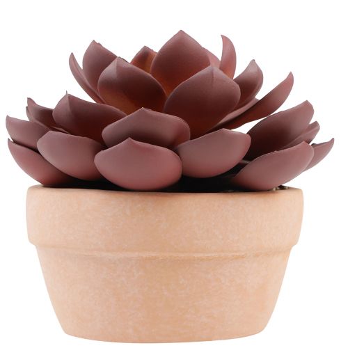 kohteita Mehikasvi ruukussa Echeveria keinopunainen Ø15cm