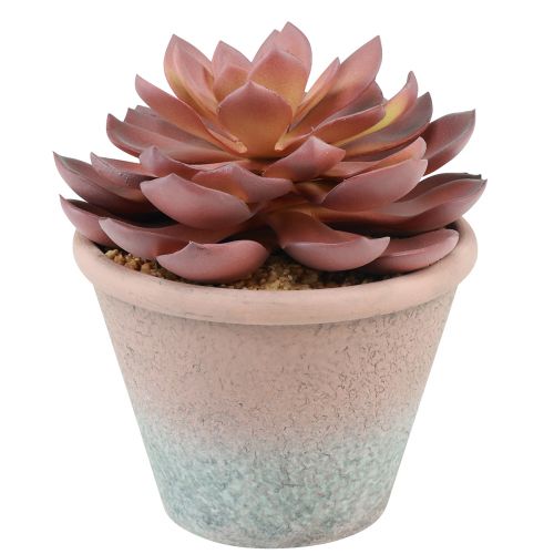 Floristik24 Mehikasvi ruukussa Echeveria keinopunainen vintage Ø15cm K16cm