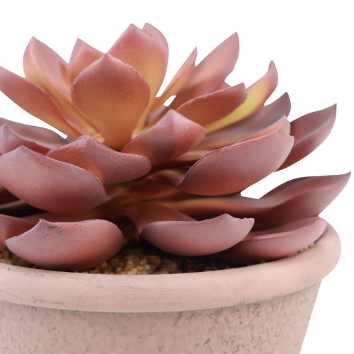 kohteita Mehikasvi ruukussa Echeveria keinopunainen vintage Ø15cm K16cm