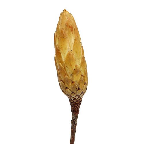 kohteita Repens cream pieni 50 kpl