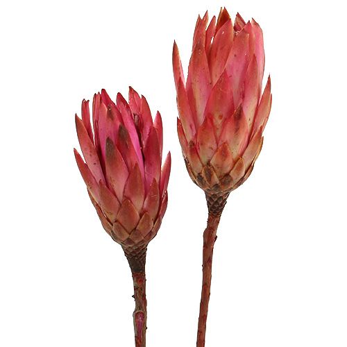 Repens Erika 25kpl