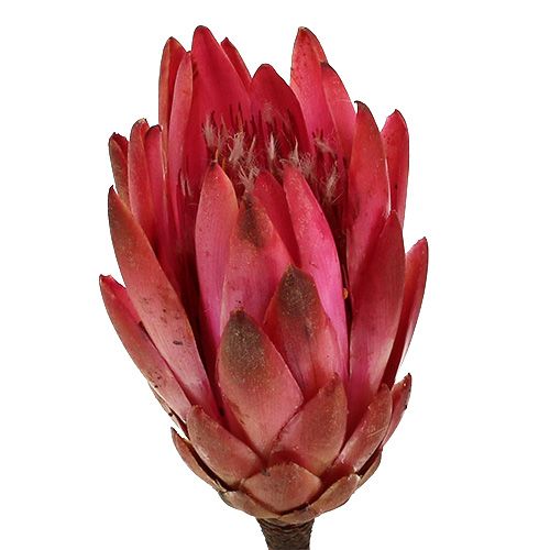 Repens Erika 25kpl