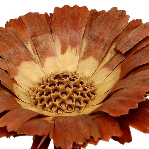 kohteita Repens Rosette Light 8-9cm 25 kpl