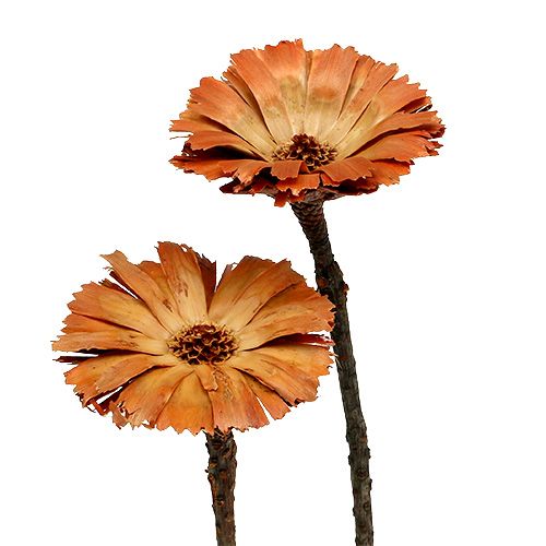 kohteita Repens Rosette Natural 6-7cm 50 kpl