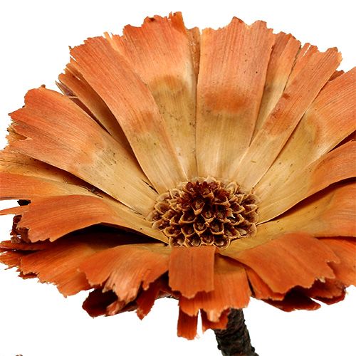 kohteita Repens Rosette Natural 6-7cm 50 kpl