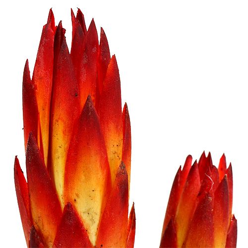 kohteita Repens Red pieni 50 kpl