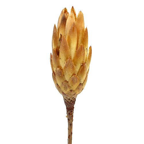 Repens kerma 25 kpl