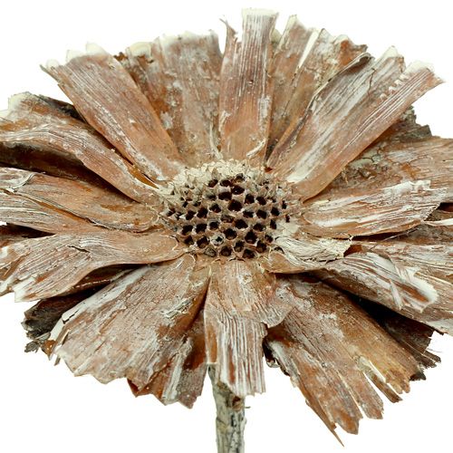 kohteita Protea rosette 8-9cm valkoinen pesty 25 kpl