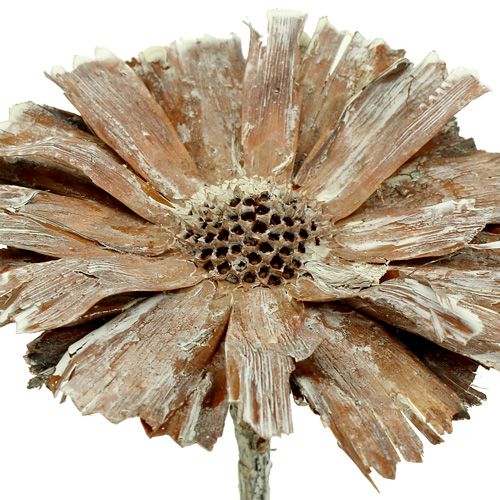 kohteita Protea rosette 8-9cm pesty valkoinen 25p