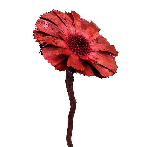 Repens Rosette Erika 8cm - 9cm 25p