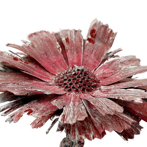 kohteita Protea rosetti kanerva himmeä Ø8-9cm 25 kpl