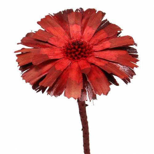 Repens rosetti punainen 8cm - 9cm 25p