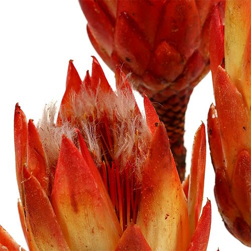 kohteita Repens Red 25 kpl
