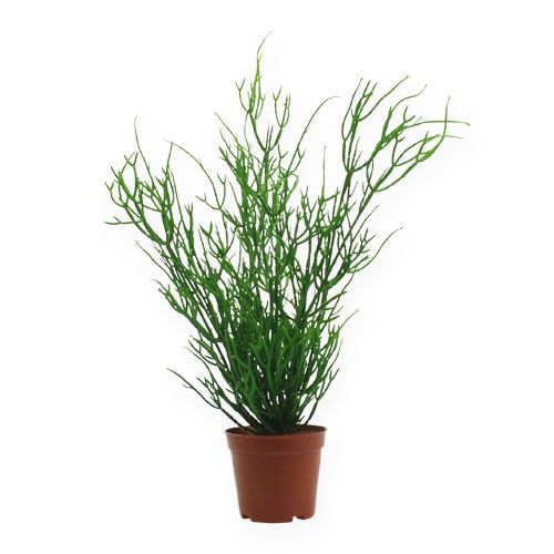 Floristik24 Rhipsalis 32 cm vihreässä ruukussa