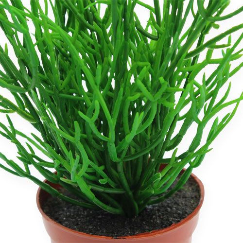 Floristik24 Rhipsalis 32 cm vihreässä ruukussa