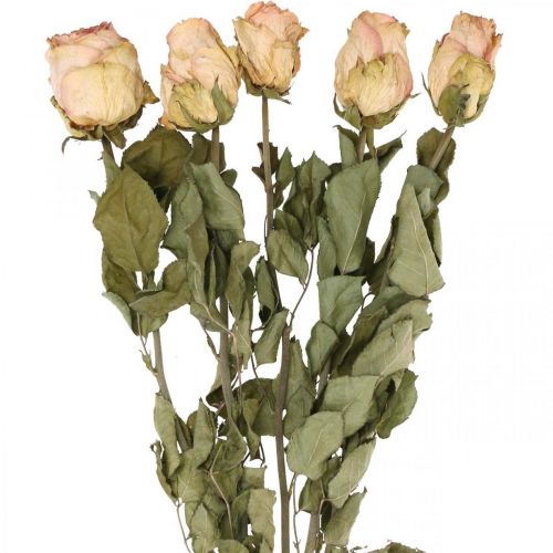 Floristik24 Koristeruusut, kuivattu kukka, kuivatut ruusut, ystävänpäivä, hautajaiskukat, maalaismaiset ruusut kelta-vaaleanpunainen L48cm 5kpl