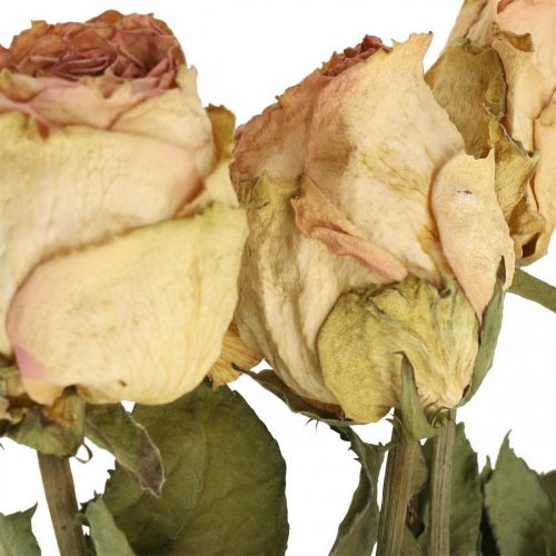 Floristik24 Koristeruusut, kuivattu kukka, kuivatut ruusut, ystävänpäivä, hautajaiskukat, maalaismaiset ruusut kelta-vaaleanpunainen L48cm 5kpl