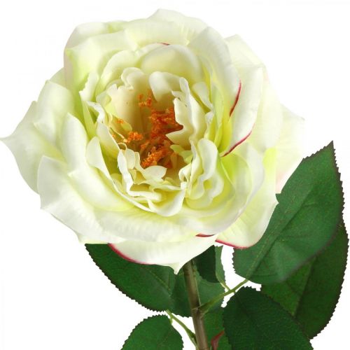 Keinotekoinen ruusu, koristeruusu, silkkikukka kermavalkoinen, vihreä L72cm Ø12cm