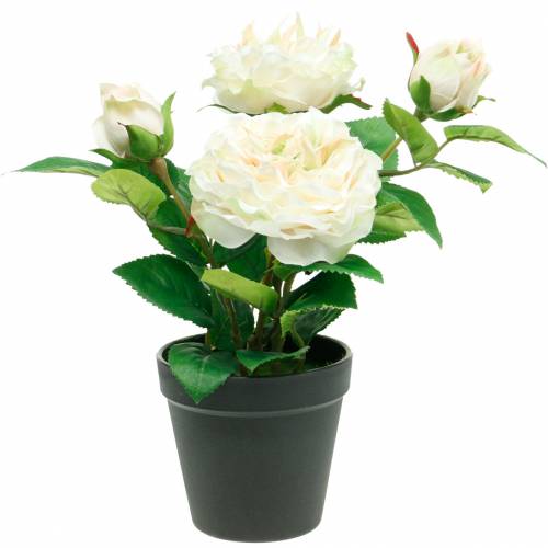 Pioni ruukussa, romanttinen koriste ruusu, kermainen valkoinen silkkikukka