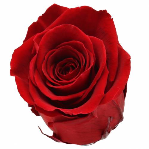 kohteita Infinity ruusut iso Ø5.5-6cm punainen 6kpl