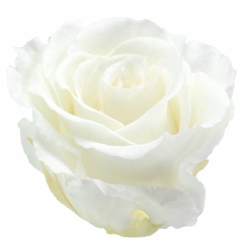 Floristik24 Infinity ruusut isot Ø5,5-6 cm valkoiset 6kpl