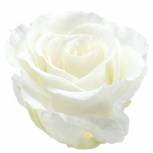 Infinity Roses Large Ø5,5-6cm Valkoinen 6 kpl
