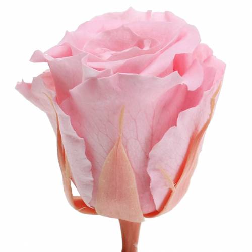 kohteita Eternal Roses Medium Ø4-4,5cm Pinkki 8 kpl