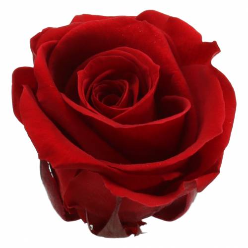 kohteita Säilötyt ruusut keskikokoiset Ø4-4,5cm punaiset 8kpl