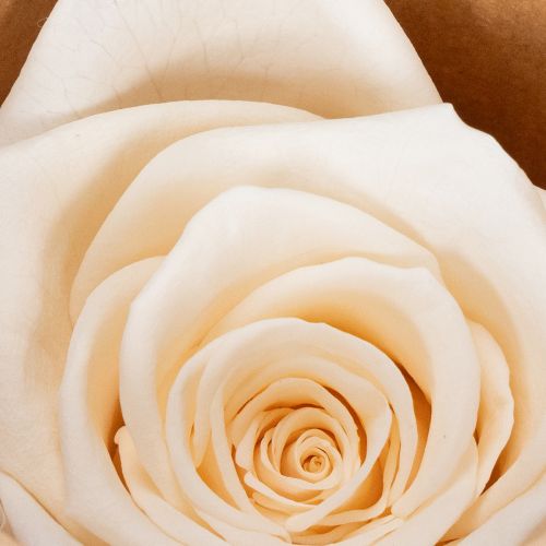 kohteita Ruusunpäät, säilykekukat tyylikkäisiin kukka-asetelmiin, 5 cm, 6 kpl