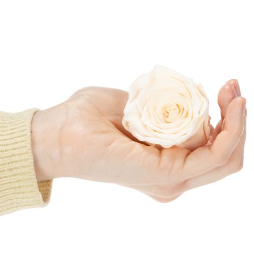 kohteita Ruusunpäät, säilykekukat tyylikkäisiin kukka-asetelmiin, 5 cm, 6 kpl