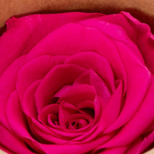 kohteita Säilöttyjä ruusukoristeita, aitoja kukkia pöytäkoristeluun, ainutlaatuisia ja kestäviä kukkia, 5 cm, 6 kpl