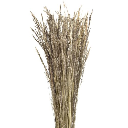 kohteita Bent Grass Agrostis Capillaris Dry Grass Nature 60cm 80g