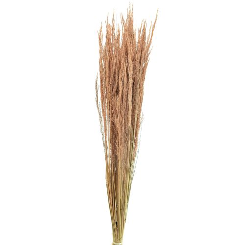 Red Bent Grass Agrostis Dry Grass Punainen Ruskea 65cm 80g