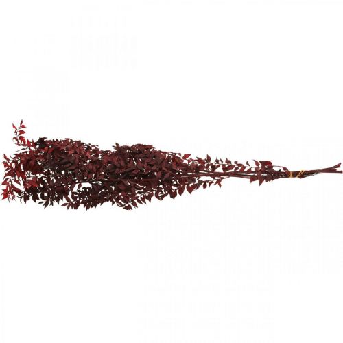 Floristik24 Kuivattu Ruscus, kuiva kukkakauppa, piikkimyrttipunainen L58cm 30g