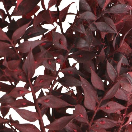 Floristik24 Kuivattu Ruscus, kuiva kukkakauppa, piikkimyrttipunainen L58cm 30g