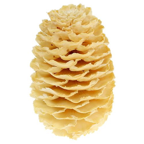 kohteita Sabulosum-käpyjä valkaistuja 500g