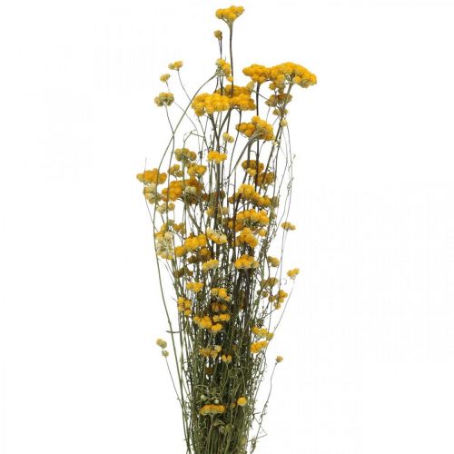 Floristik24 Kimppu currypensasta, keltainen kuivattu kukka, kultainen aurinko, italialainen helichrysum L58cm 45g
