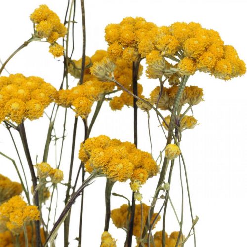 kohteita Kimppu currypensasta, keltainen kuivattu kukka, kultainen aurinko, italialainen helichrysum L58cm 45g