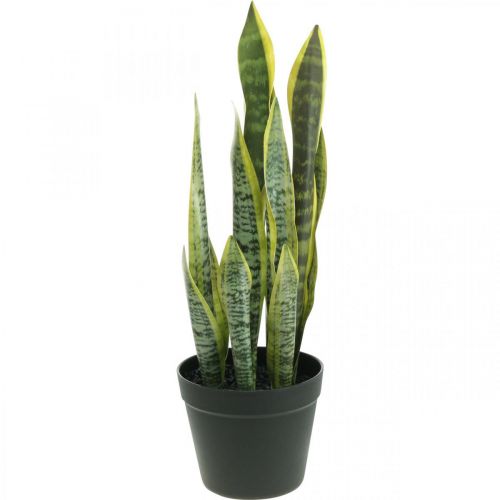 Sansevieria, tekokukka, keulahamppu ruukussa H50cm Ø14cm