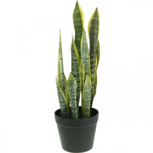 Floristik24 Sansevieria, tekokukka, keulahamppu ruukussa H50cm Ø14cm