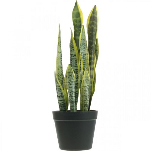 Floristik24 Sansevieria, tekokukka, keulahamppu ruukussa H50cm Ø14cm