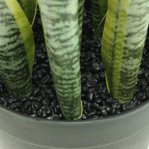 Floristik24 Sansevieria, tekokukka, keulahamppu ruukussa H50cm Ø14cm