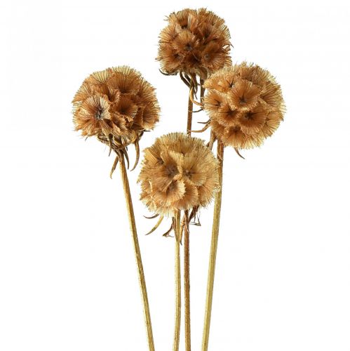 kohteita Scabiosa kuivatut luonnolliset scabiosa kuivatut kukat H50cm 100g
