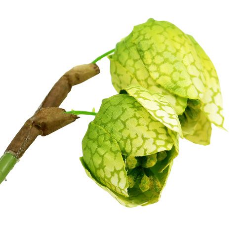 Floristik24 Shakkikukka vihreä, juurineen L30cm