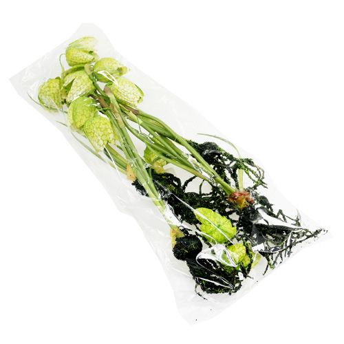 Floristik24 Shakkikukka vihreä, juurineen L30cm