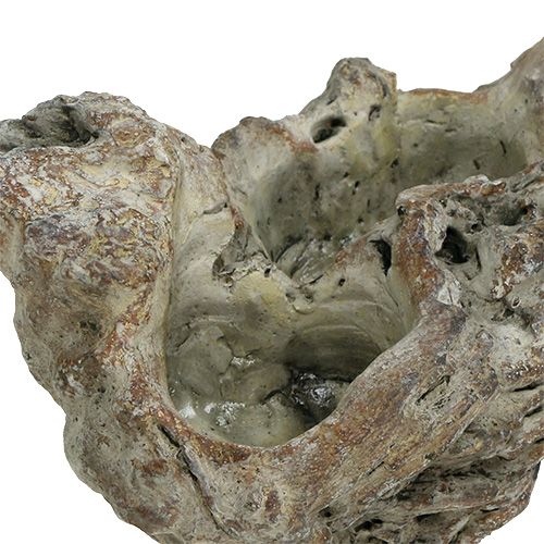 Floristik24 Kulho Wood Root 25,5cm x 14cm H11,5cm