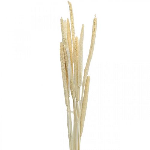 Reed deco ruokoruoho kuivattu valkaistu H60cm nippu